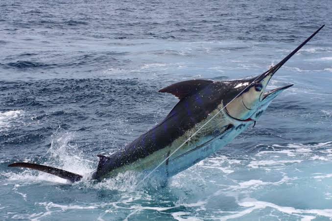 Pesca recreativa con New Baja Mex Tours